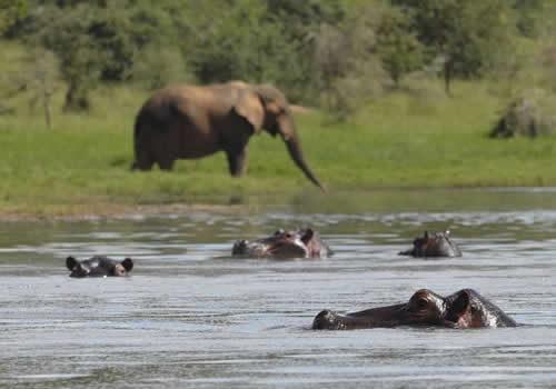 Elephants in Queen Elizabeth