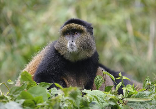 Golden monkey