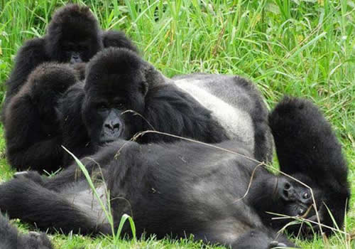 Gorillas