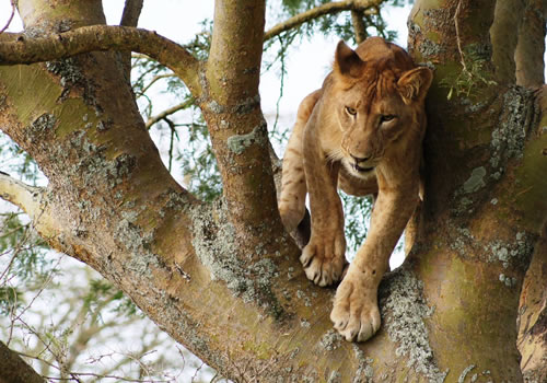 Tree Climbing Lions