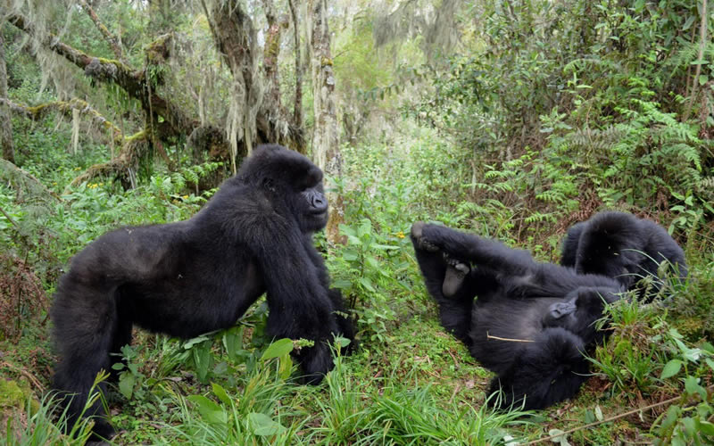 gorillas i n uganda