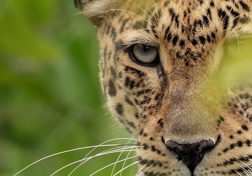 A Leopard is one of Africa’s Big Five