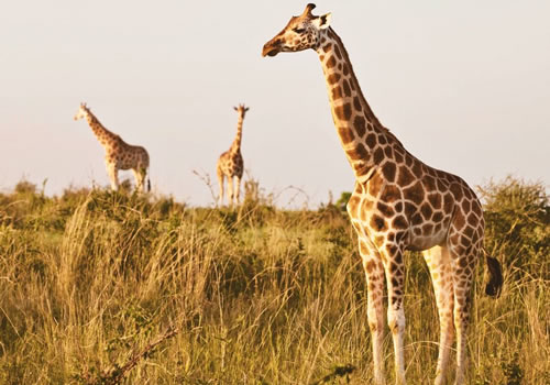 Giraffes have been introduced in Lake Mburo