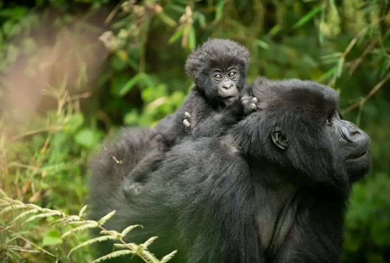 Gorilla Trekking