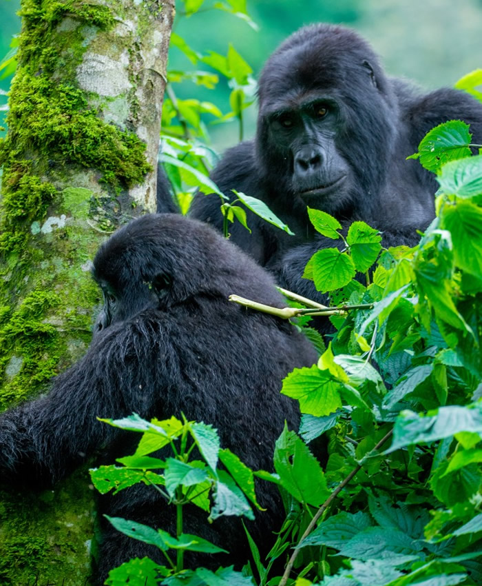 gorilla trekking safaris