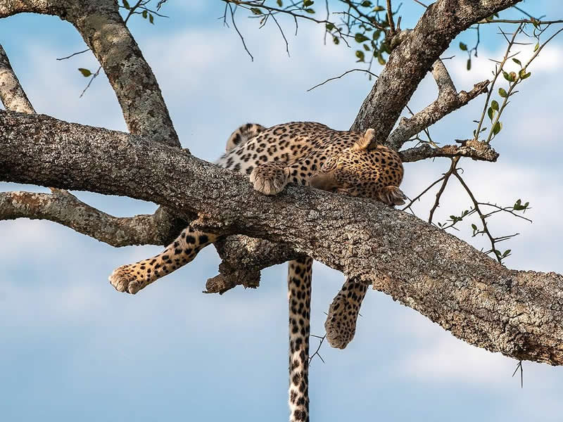 leopard in serengeti