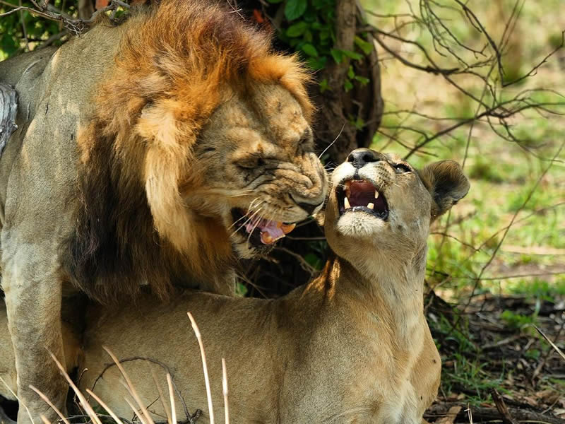 lions mating