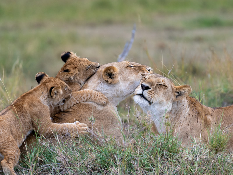 tanzania safaris lions