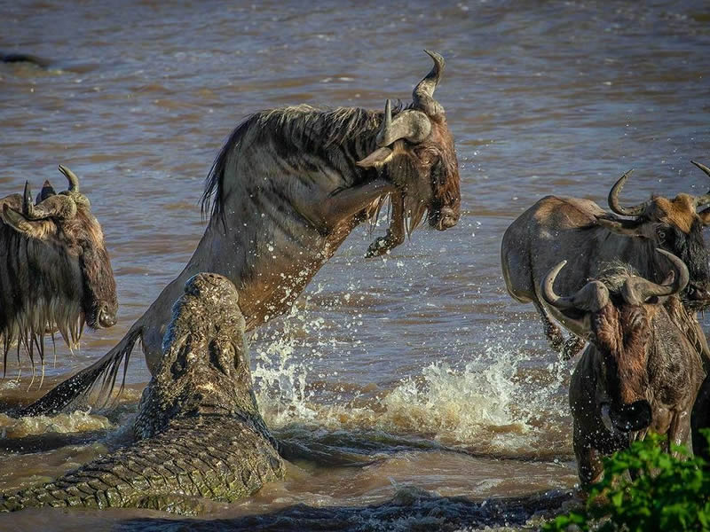 wildebeest migration in tanzania