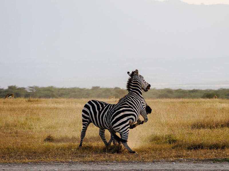 zebras in lake mburo